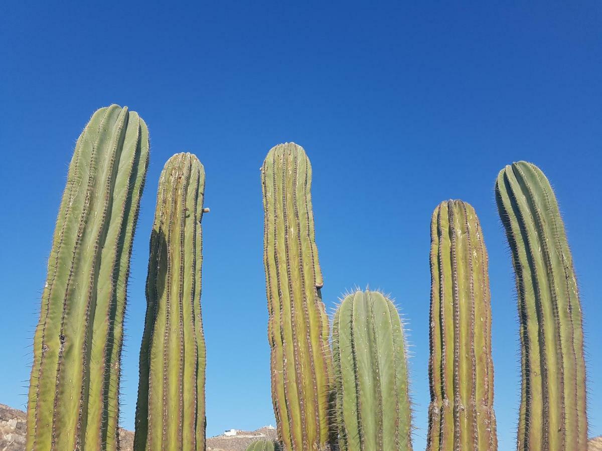 Los Milagros Hotel Cabo San Lucas Eksteriør billede
